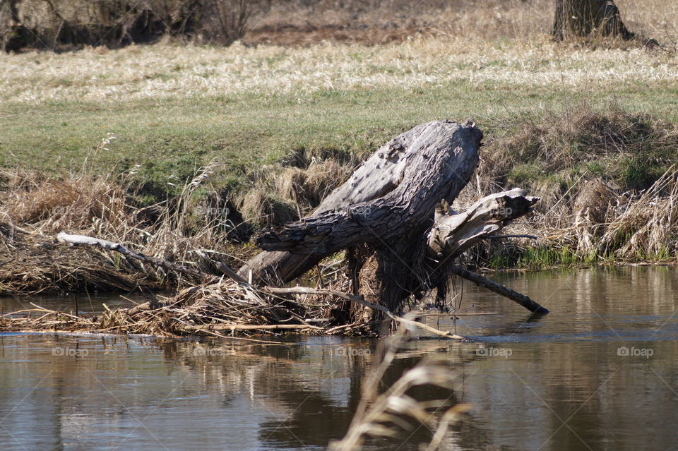 Tree in water