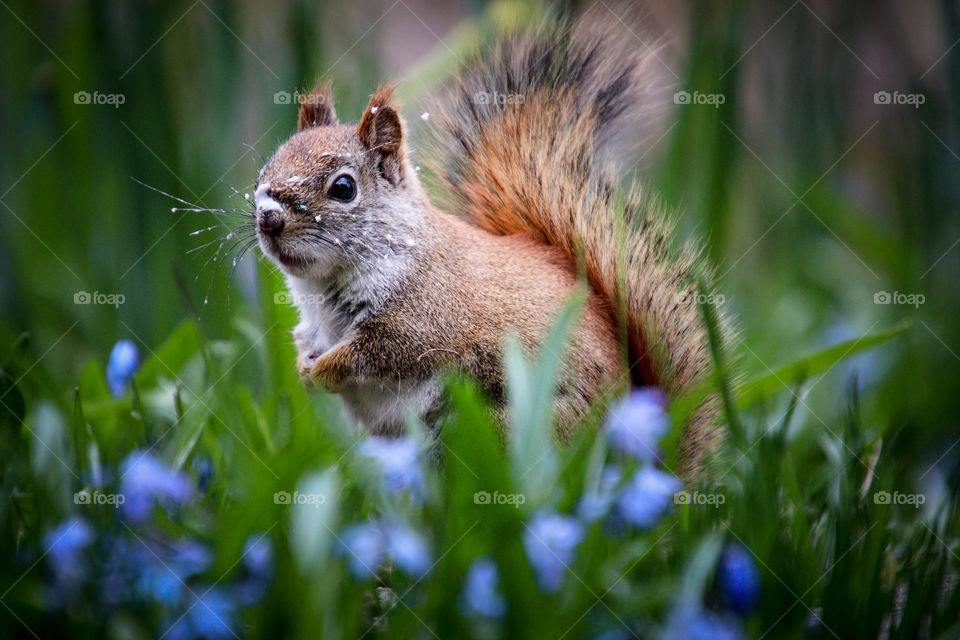 Cute red squirrel is looking at the camera