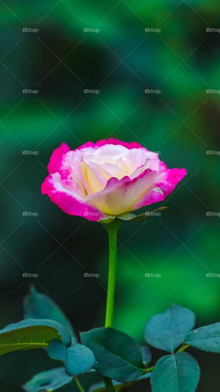 Double color Rose