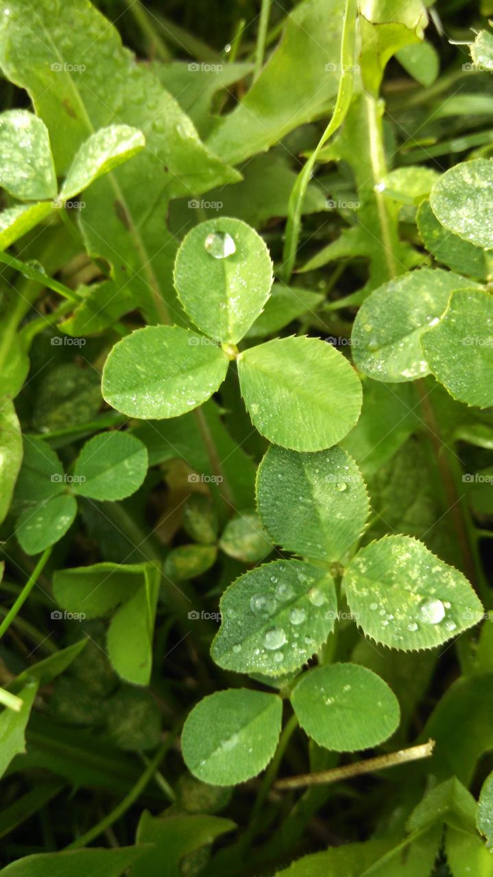 Clover