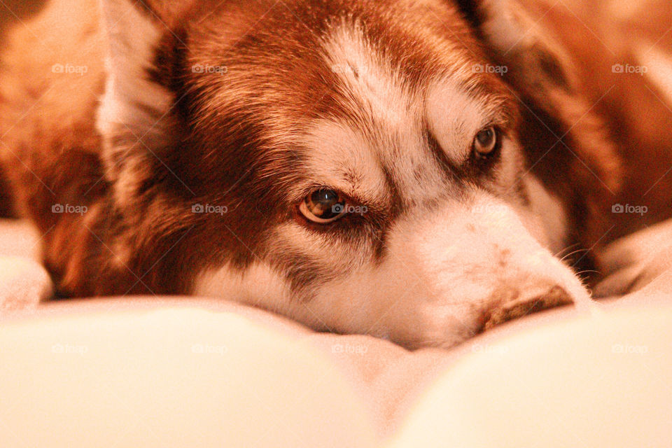 husky eyes