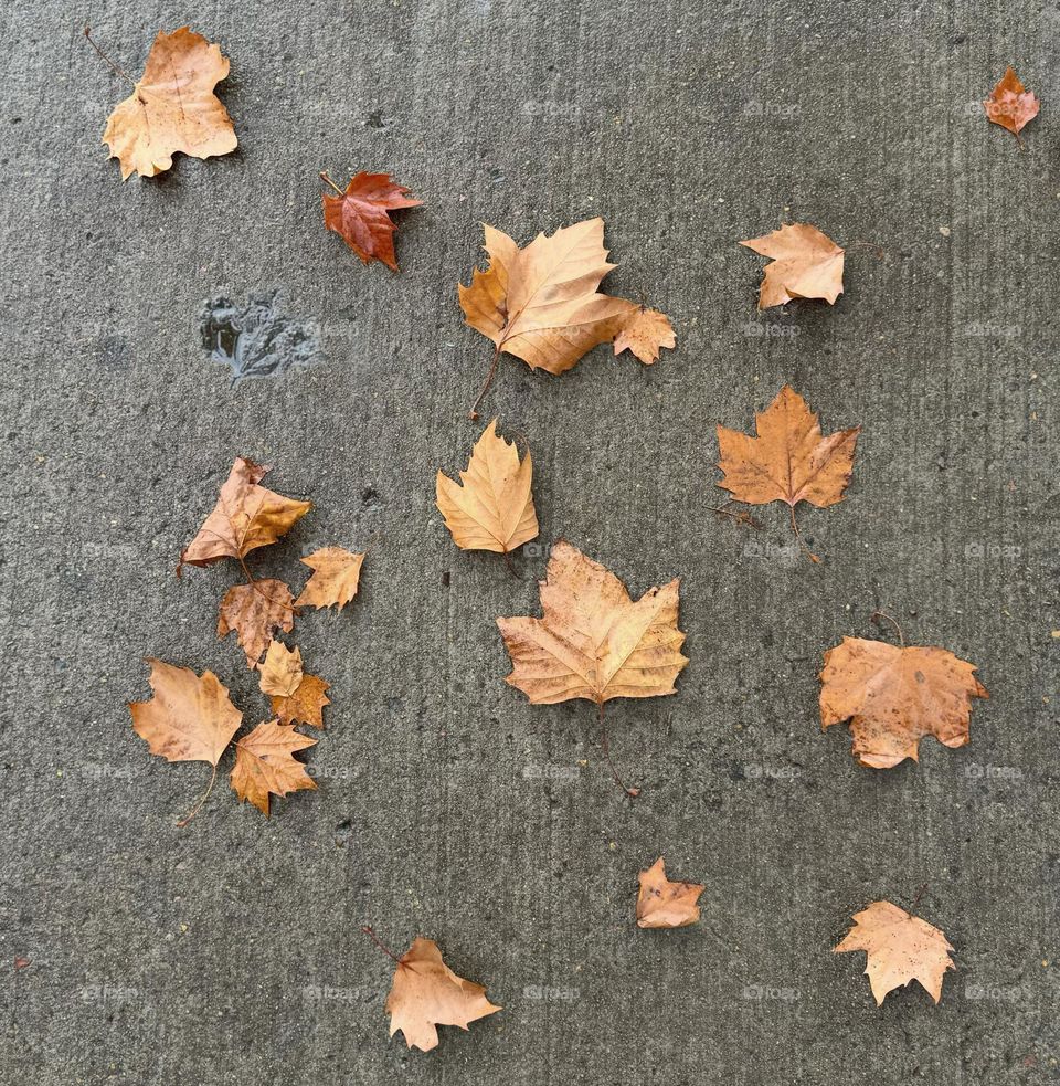 Autumn leaves fallen on a sidewalk where there is the impression of a leaf in the cement 