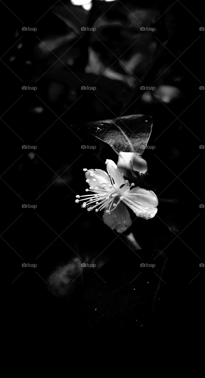 naturelove, black and White, beautiful, flowers, drak
