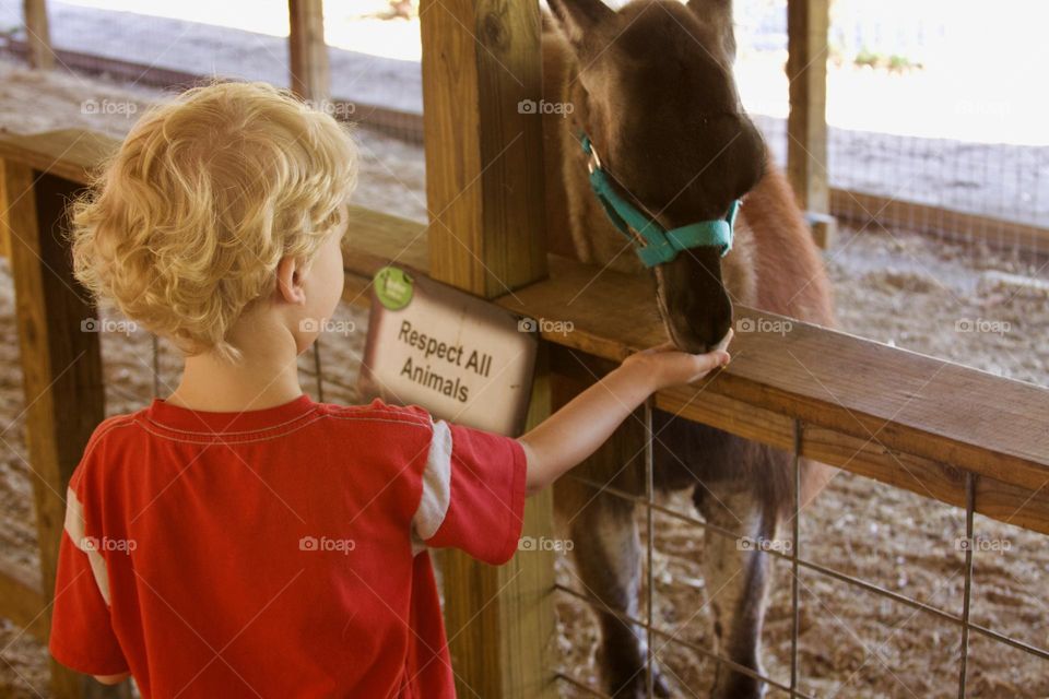 Feed of the Llama