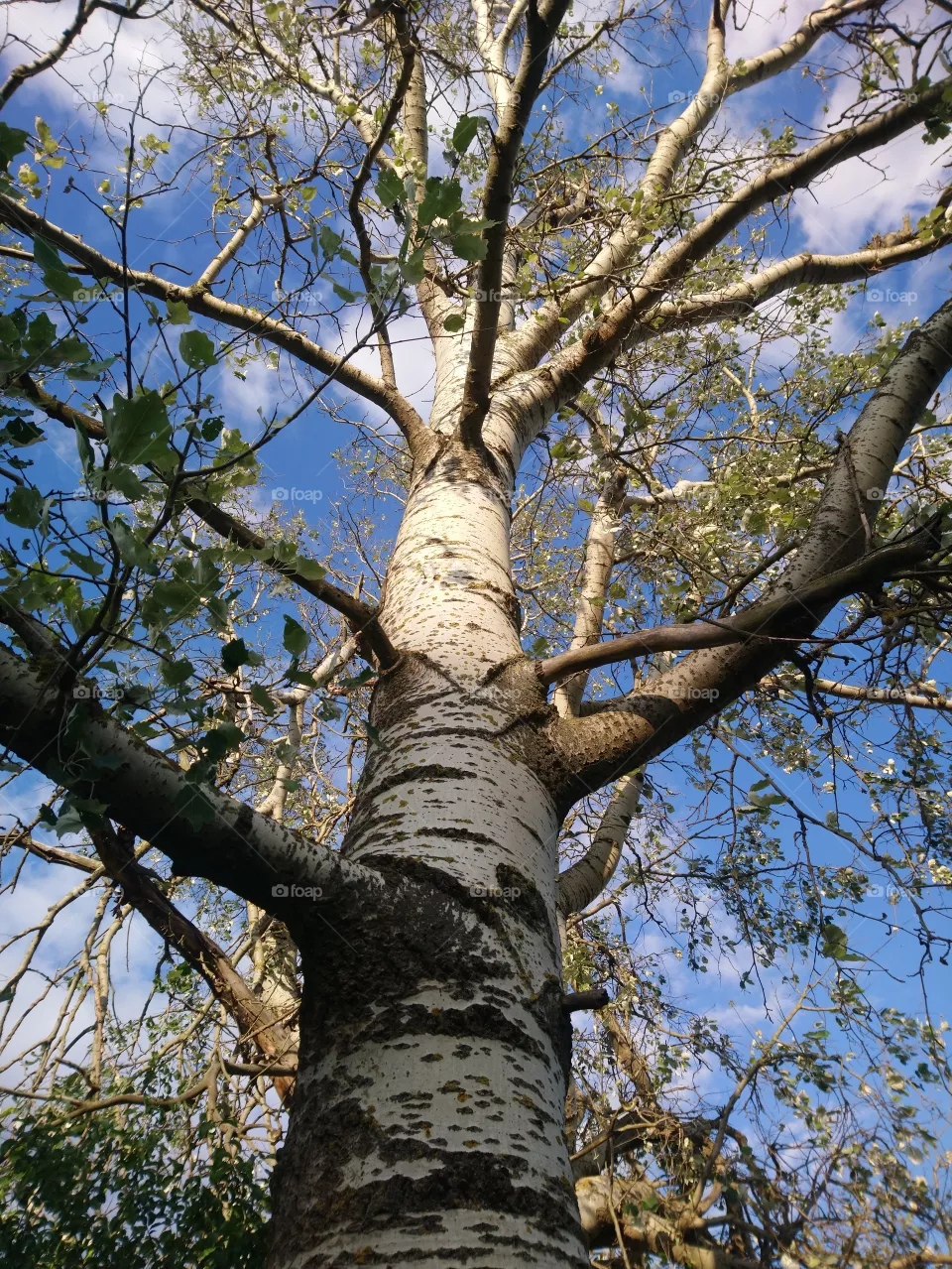 A tree