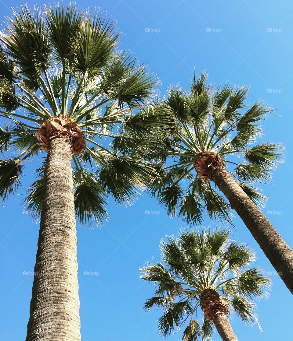 Palm trees and blue sky