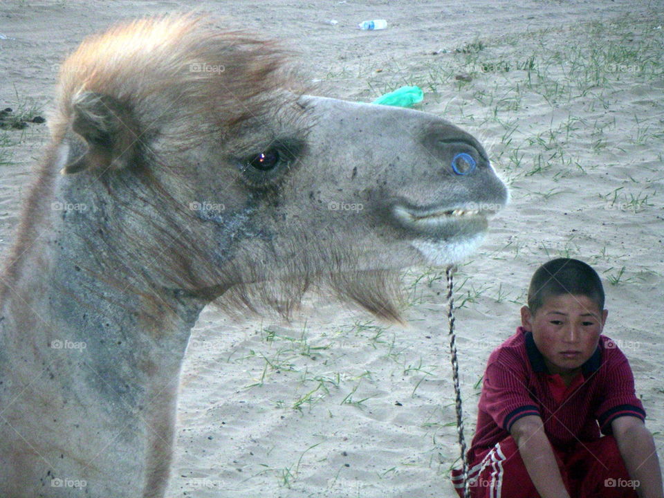 camel and boy in Gobi desert