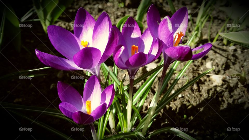 crocus flowers on spring time