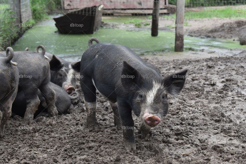Cute little farm piggy 🐷 