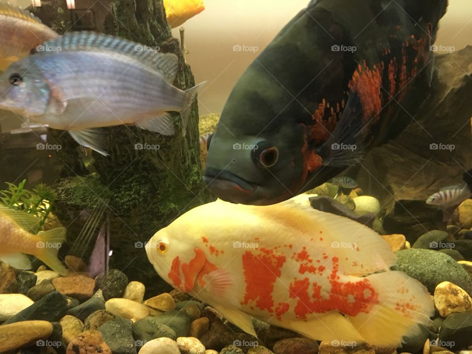 Fish in the tank