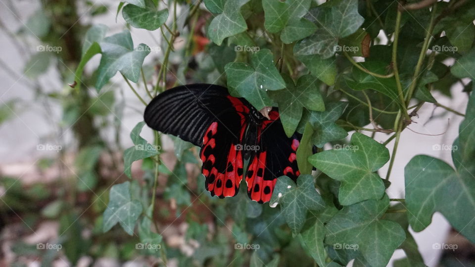 Butterfly