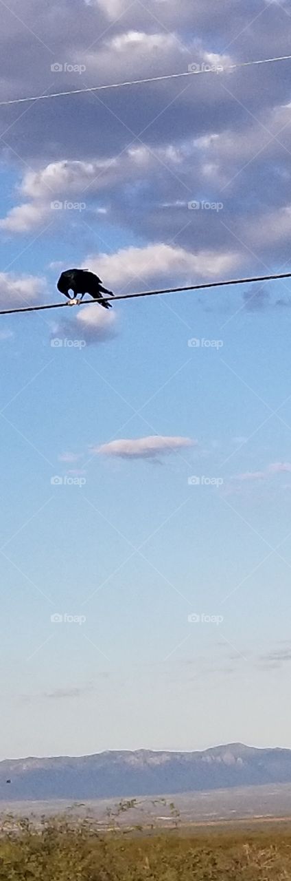 blackbird in Arizona