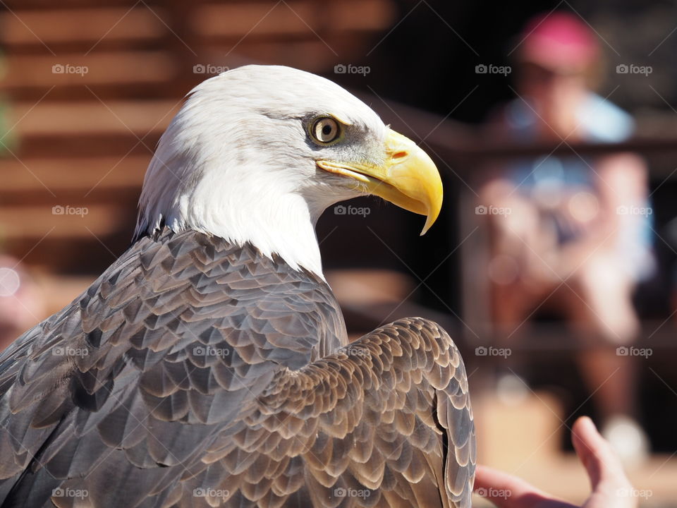 Close-up of american bald eagle