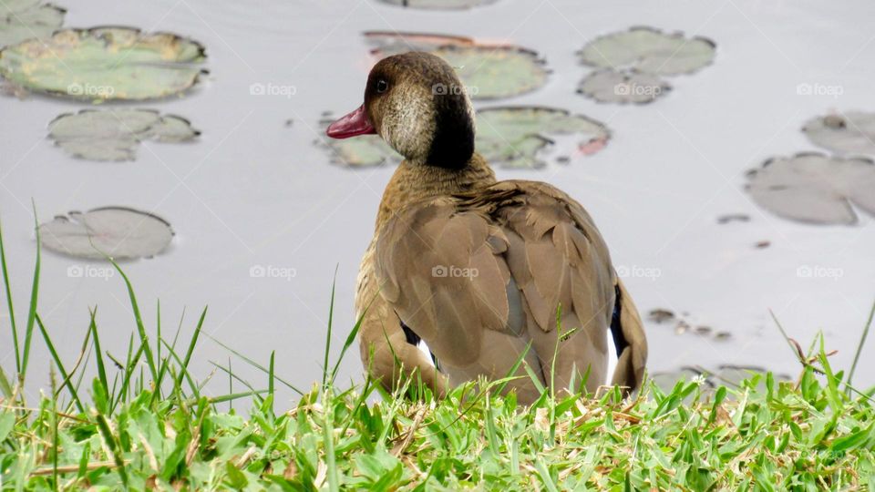 Close-up of a duck on the edge of the lake