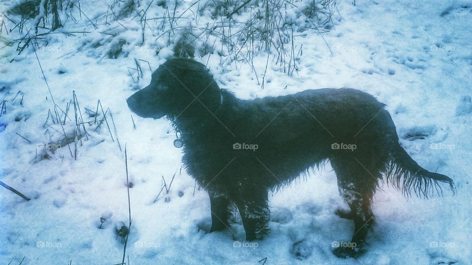 Snowy dog