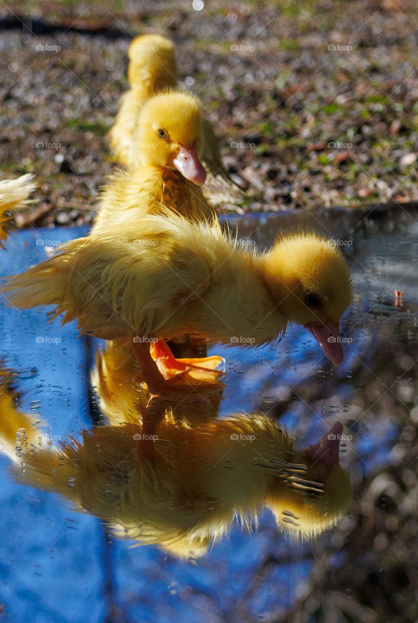 Little mirror mirror 
little one looks in the mirror ans see him self. A spring call