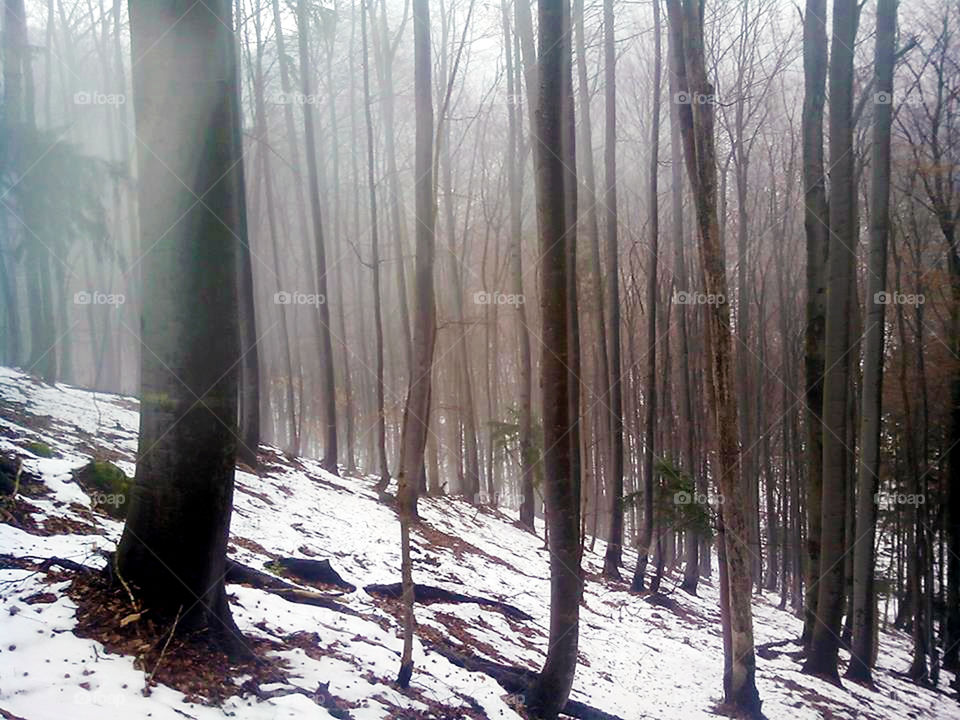 bosque invernal