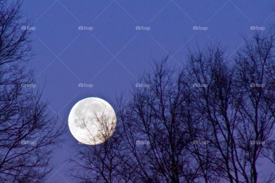 Full moon setting in a colorful winter sky behind silhouetted bare trees