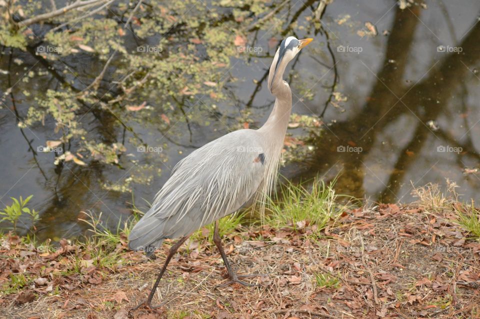 A colorful Great Blue Heron