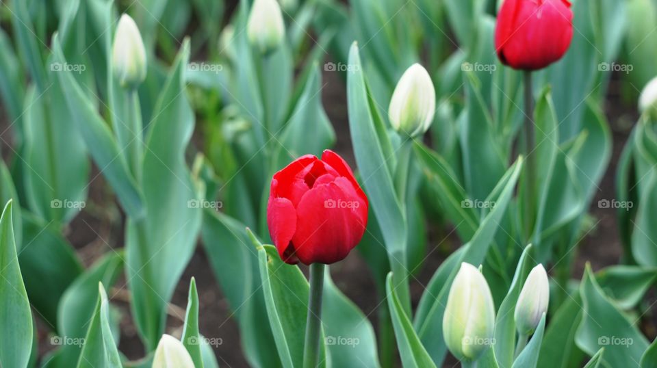 red tulips blossom on the city lawn.