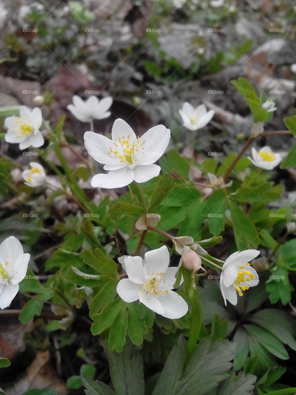 Anemone . Bye, bye winter! 