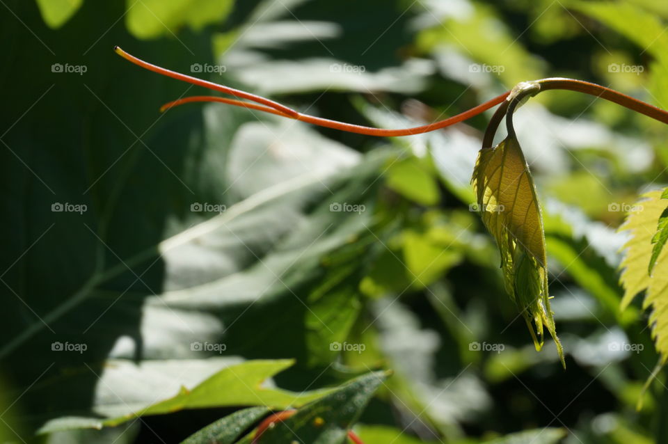 Nature. Summer Green