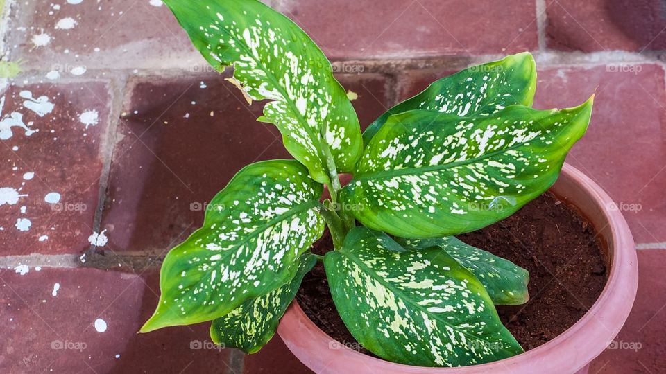 house plant in a pot