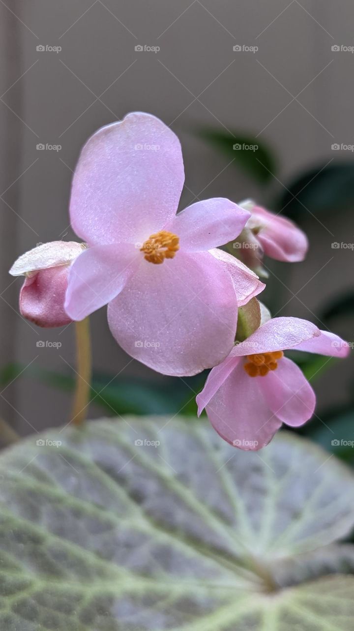 beautiful pink flower at home garden