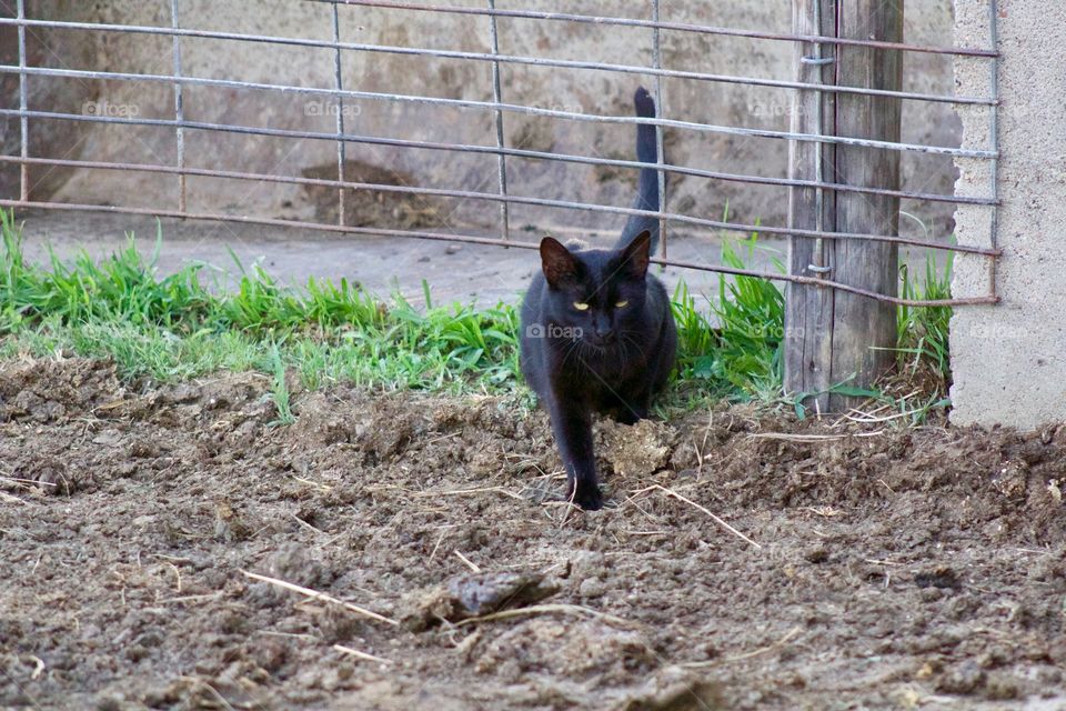 Summer Pets - a curious barn kitty slips under a metal cattle enclosure