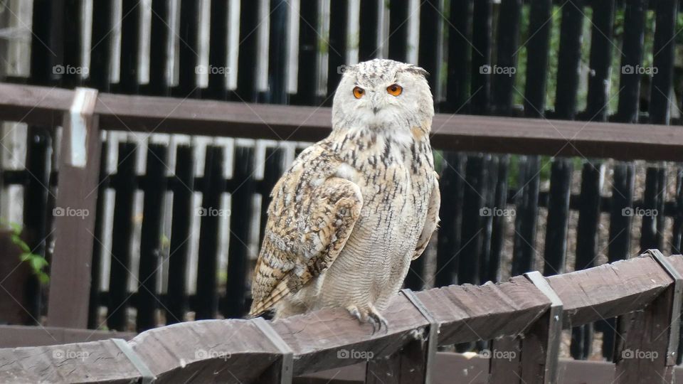 A owl on a fence 