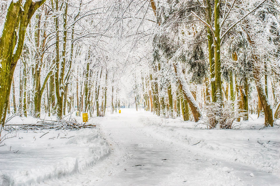 Snow covered Road in the forest