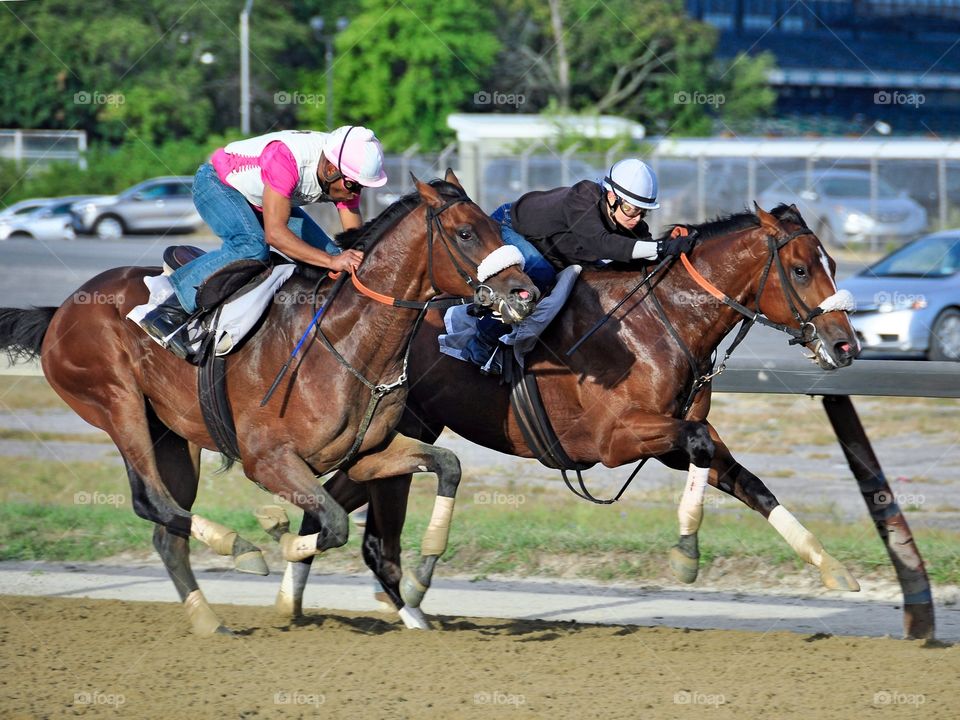 Training at Belmont Park. These two racehorses are learning how to compete as their exercise riders race together into the stretch at Belmont Park
