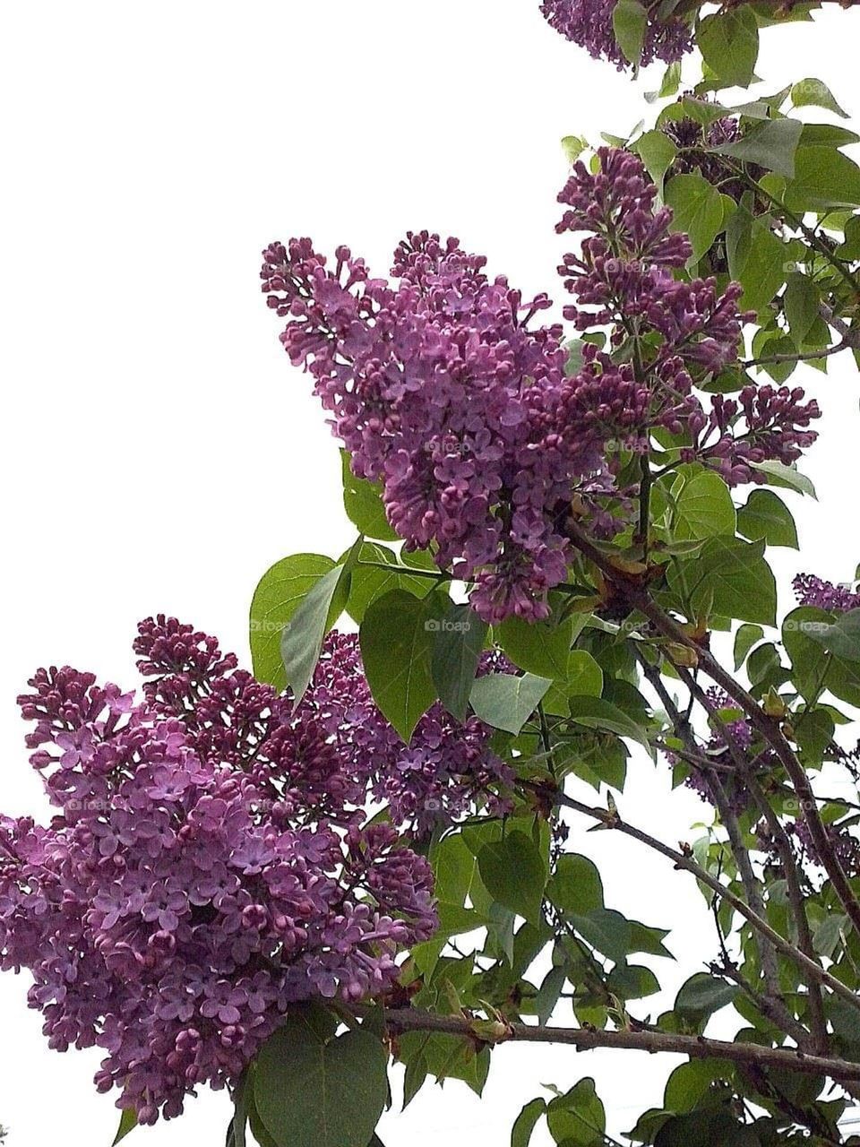 purple lilac flower