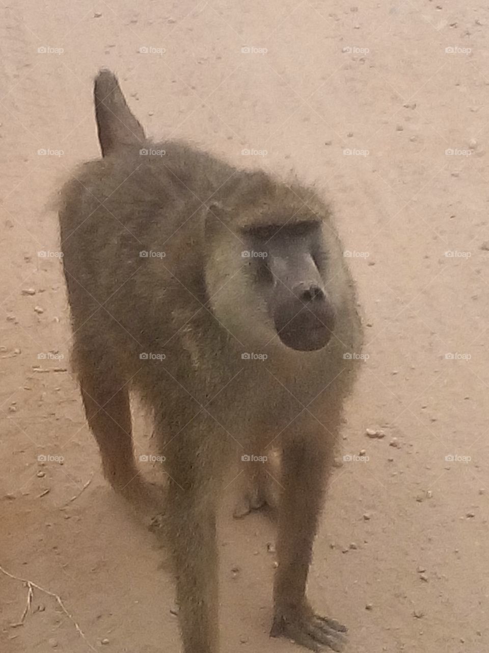 baboon in Kenya