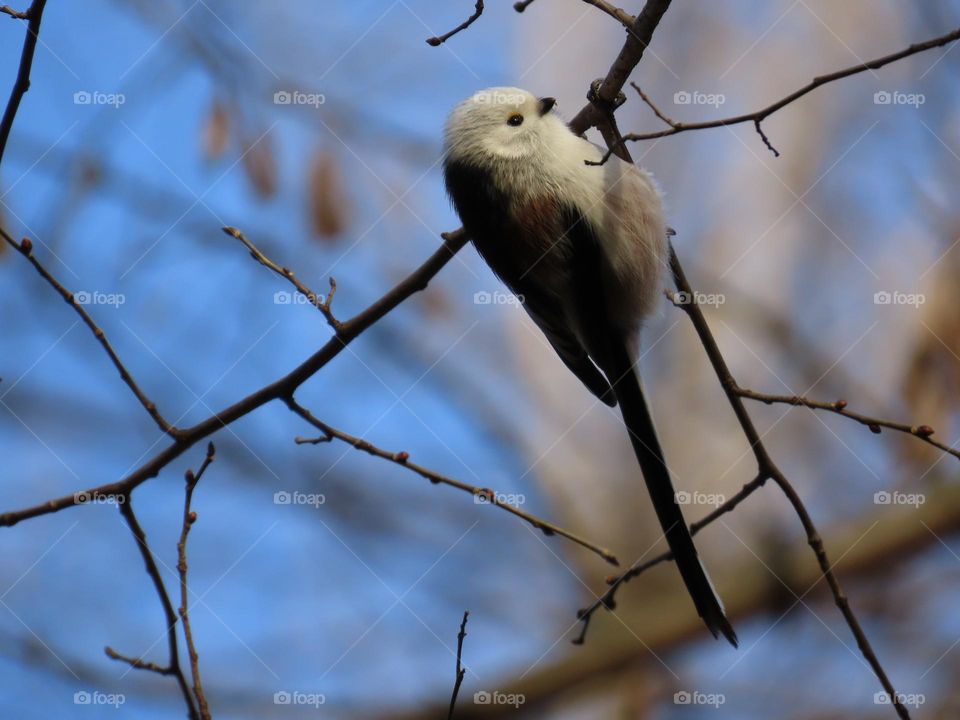 Long-tailed tit