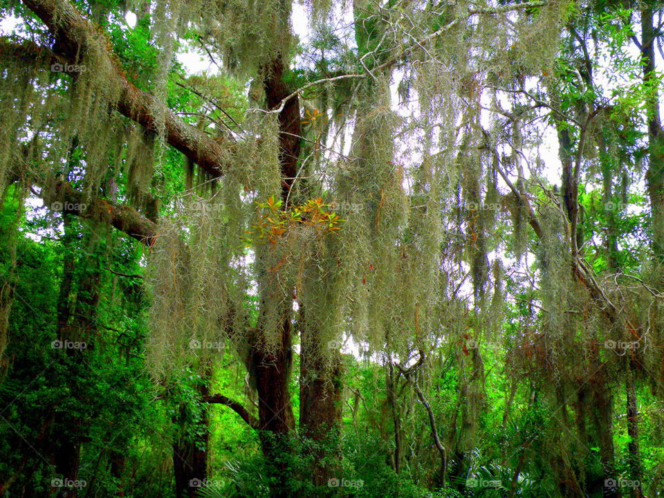 Spanish moss hanging