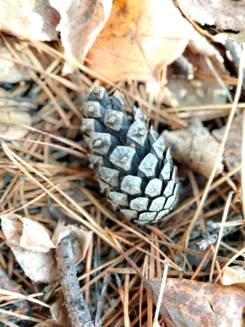 Forest fairy tale, tree, autumn forest, walk in the fresh air, pine cone, foliage