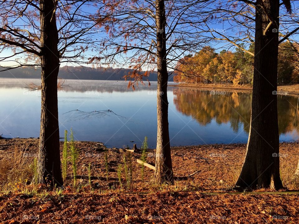 Fleeting ducks at Lake Benson