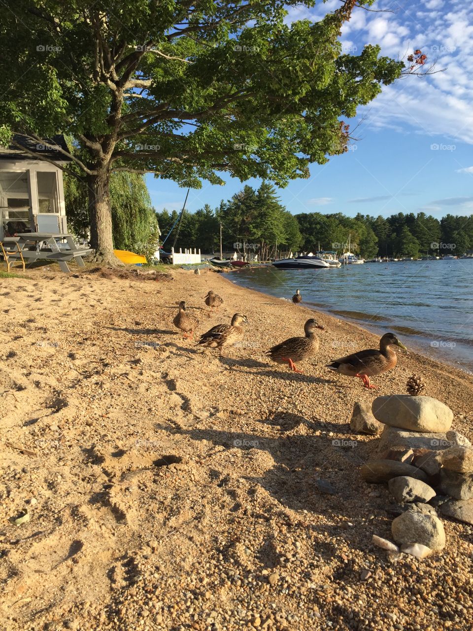Family of ducks walking along beach near lake and cottages