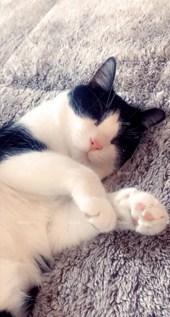 Sleeping kitty 