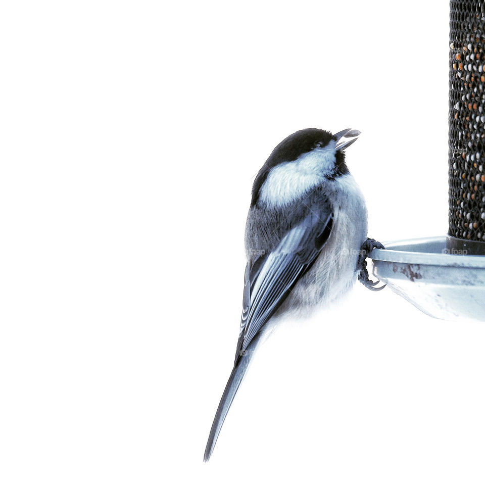 Black-capped chickadee