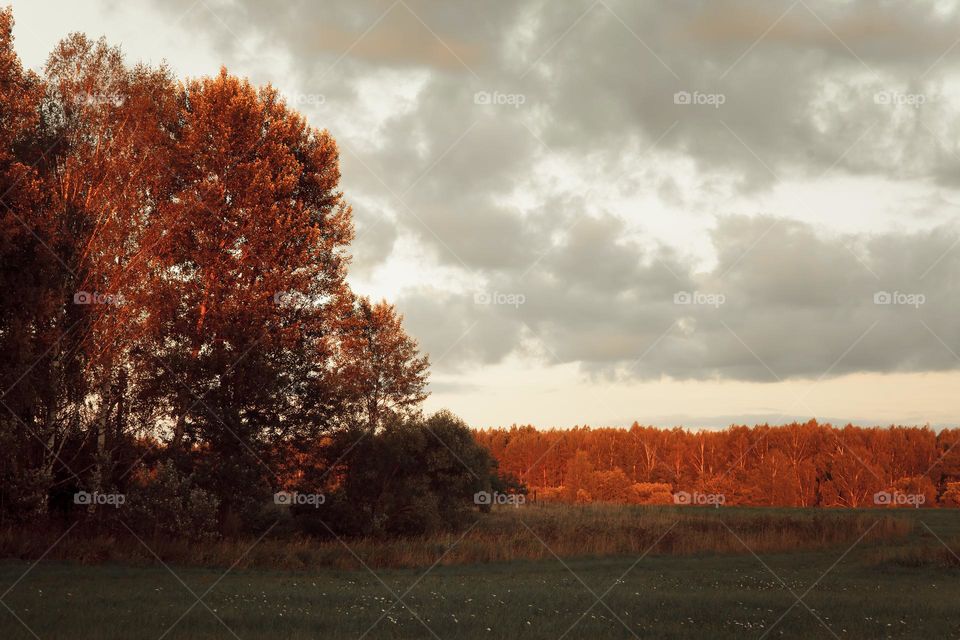 Summer evening landscape 