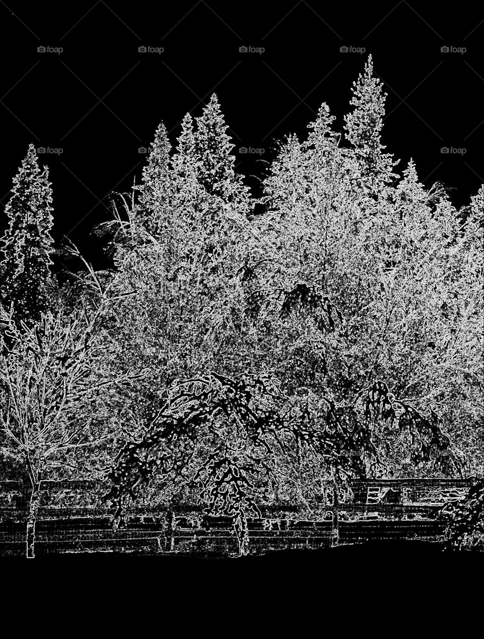 black and white forest of trees