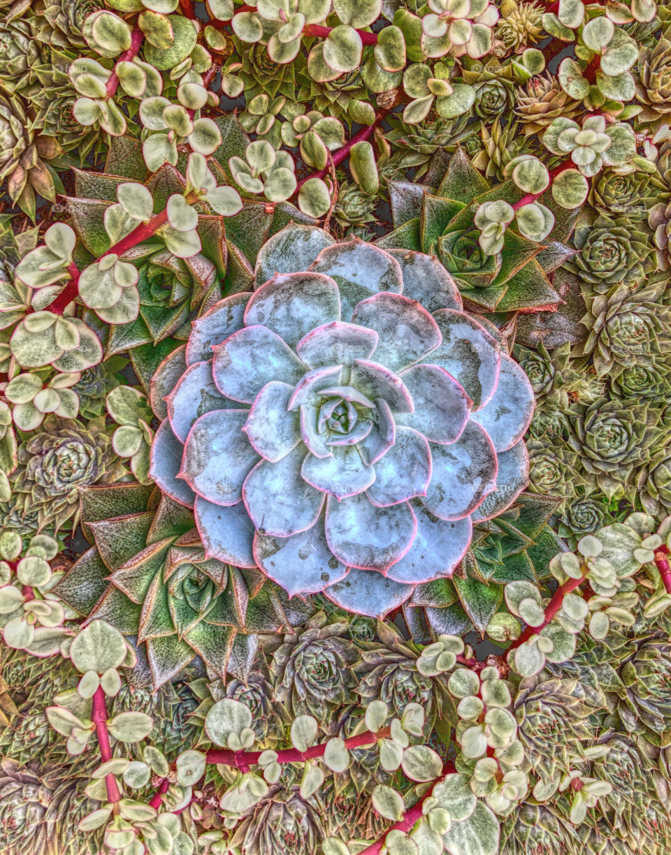 Colorful Cactus succulent arrangement 