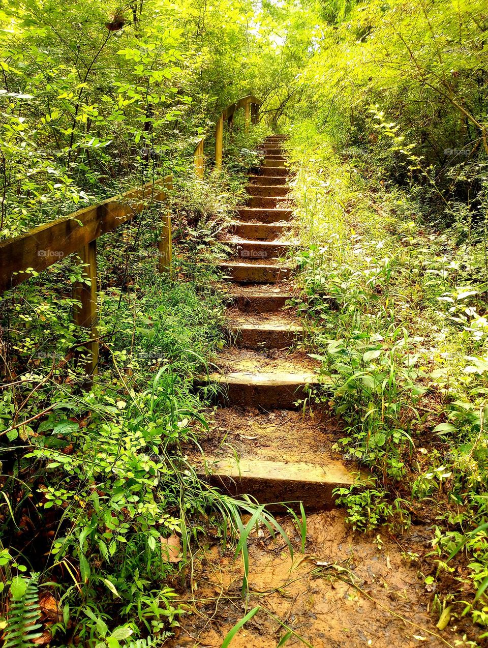 Wooden steps on a walking trail in the woods in Ohio.