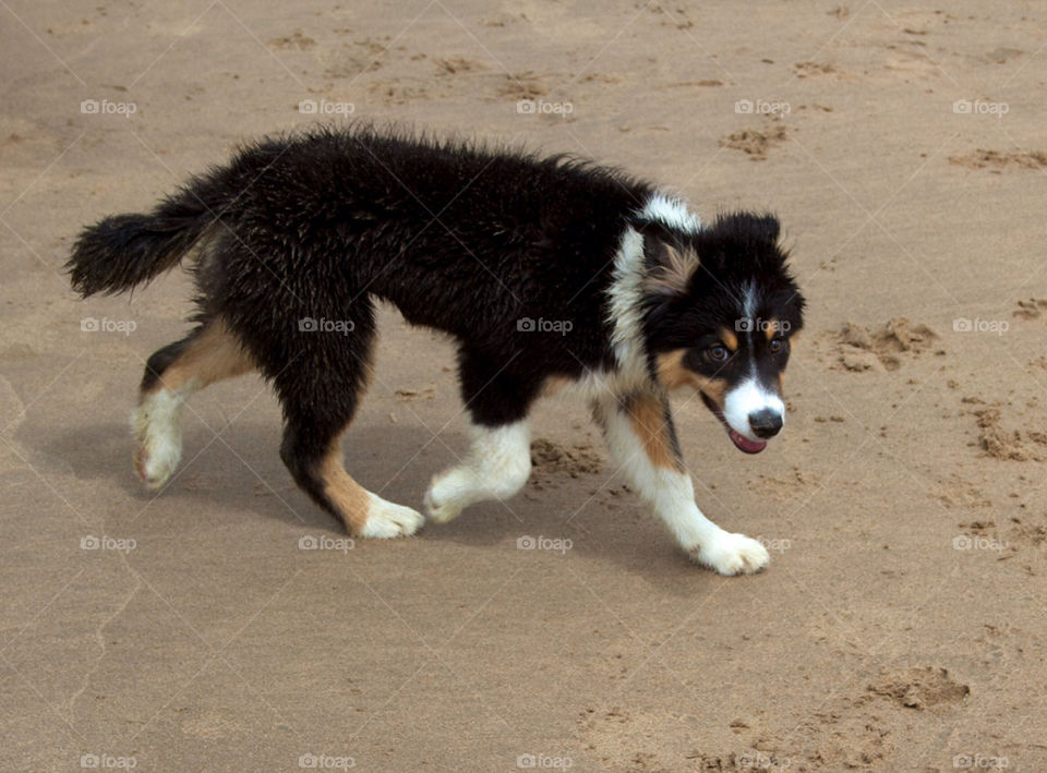 LITTLE DOG AT THE BEACH