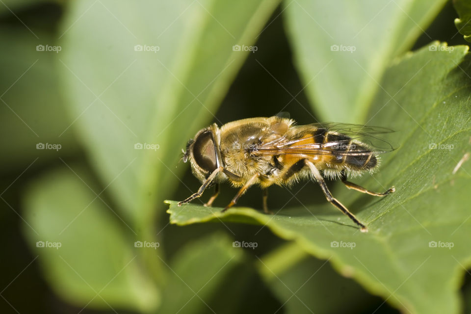 Howerfly on green leaf