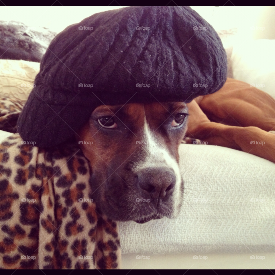 dog dogs hat boxer by nixxy12
