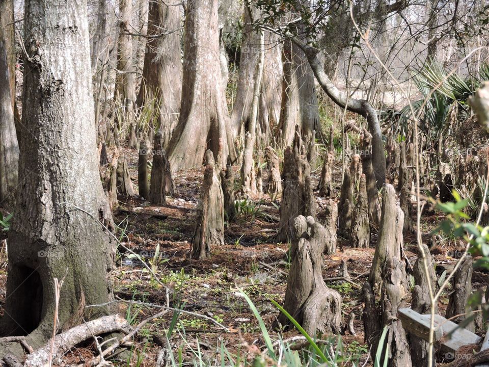 Cypress knees