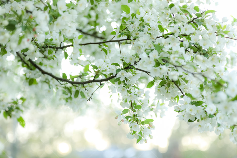 Here’s a little bit of Spring for all those in the Southern Hemisphere, and ahem... the ones in the Northern Hemisphere that are waaaaay ahead of themselves. 😂